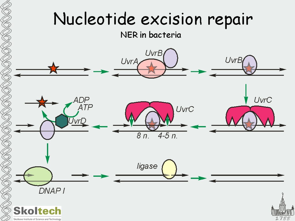 Nucleotide excision repair NER in bacteria